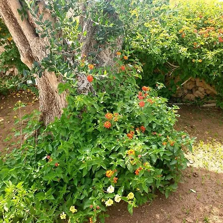 Sargheruoli * 몬테로니디레체
