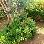 Sargheruoli * مونتيروني دي ليتشي
