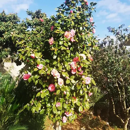 Apartmán Sargheruoli
