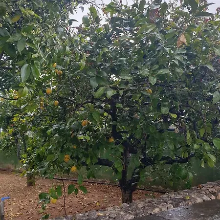 Sargheruoli *