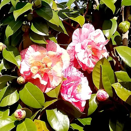 Apartmán Sargheruoli *