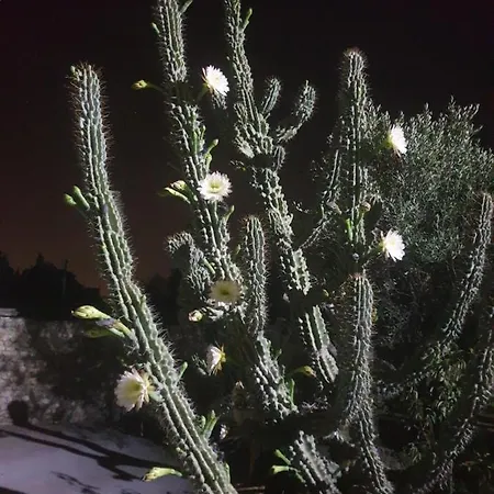 Sargheruoli Apartmán Monteroni di Lecce