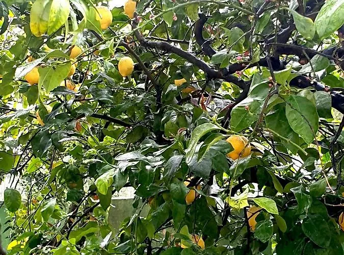 Sargheruoli شقة مونتيروني دي ليتشي